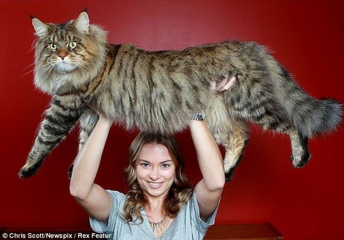 Самый крупный кот в мире