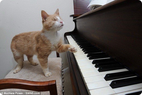 слепой кот музыкант
