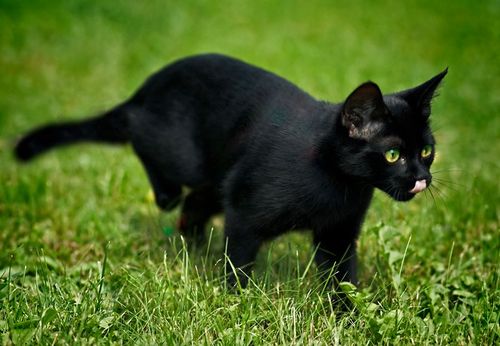 В Италии отметили День защиты черных кошек