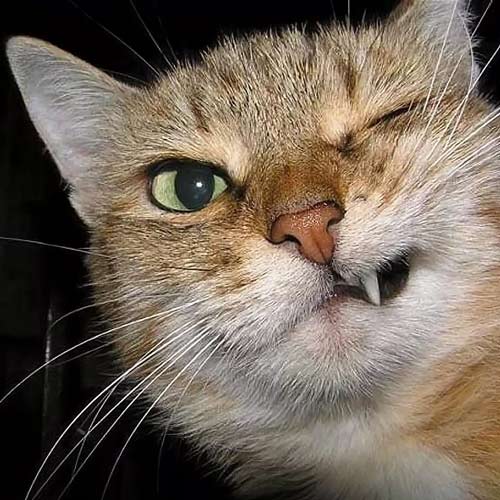 Сказка про кошку Кот Васька и железные зубы (аудиосказка) фото