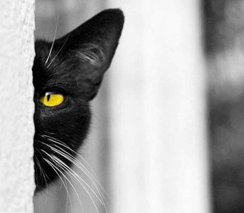 Стих про кошку Черная кошка фото
