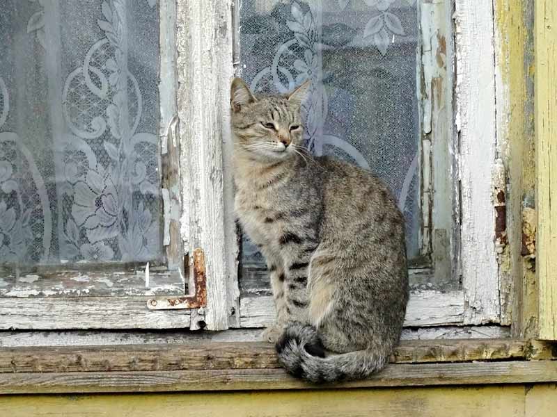 Стих про кошку Пасмурный день фото