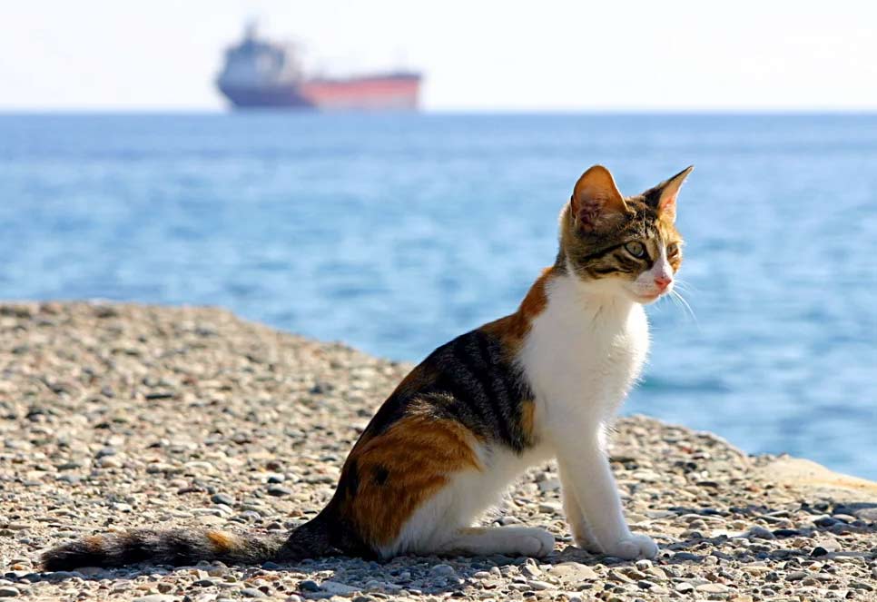 Стих про кошку Кот и море фото