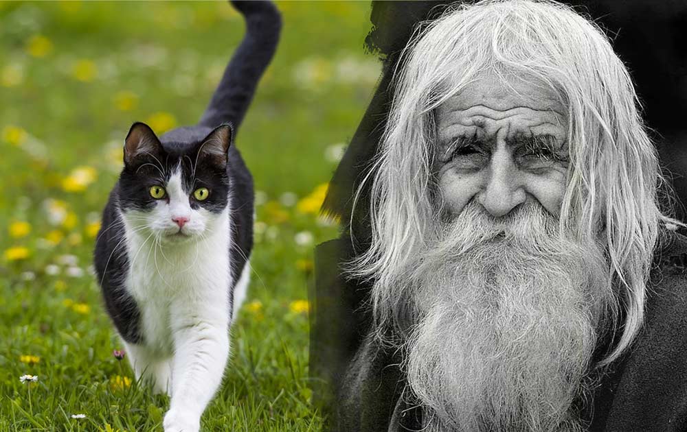 Стих про кошку Старик и смерть фото