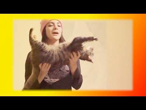 Мультик про кошку Смешное видео про кошек и котят