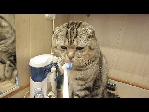 Мультик про кошку Кот чистит зубы. Смешной кот Василек - чистюля.