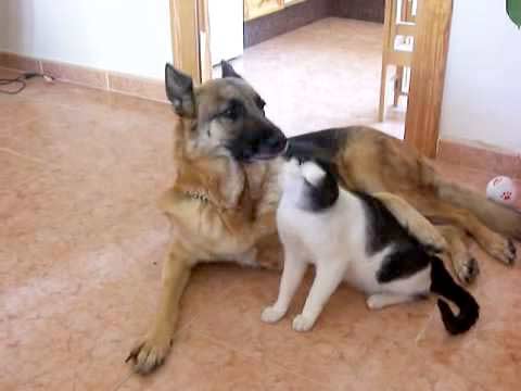 Любовь кота и пса фото