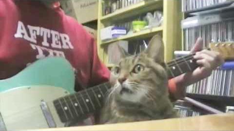Мультик про кошку Кот-внимательный слушатель