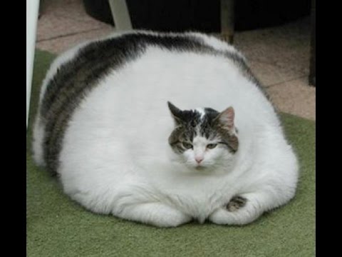 Загадка про кошку Очень толстый смешной кот фото
