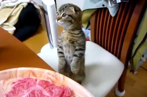 Котенок не сводит глаз от еды на столе
