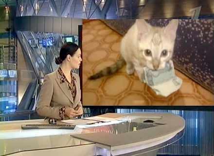 Кот воришка украл тысячу рублей и не отдает фото
