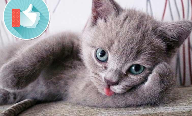 вопросы про кошек ТОПовая подборка: приколы с котами фото