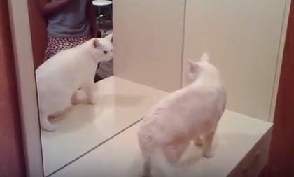 вопросы про кошек Кошка увидела себя в зеркале фото