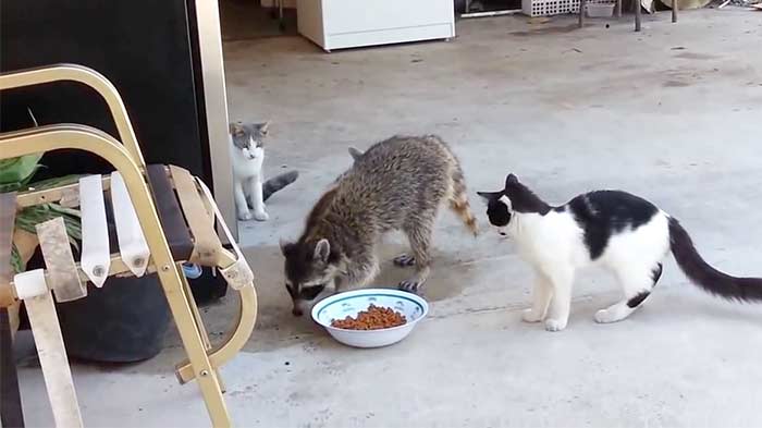 Енот ворует еду у кошек