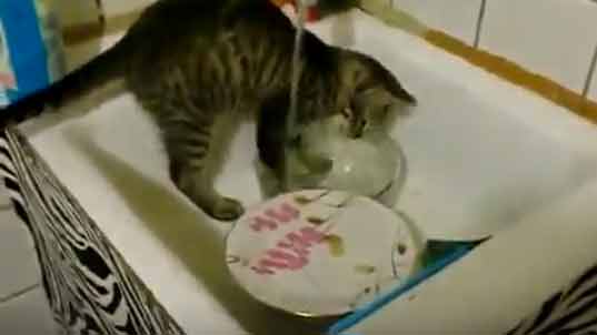 Кошка моет посуду фото