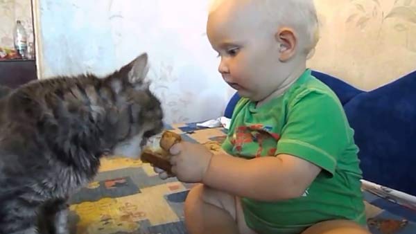 Мультик про кошку Когда на двоих всего одна булка — очаровательное видео о том, как нужно делиться