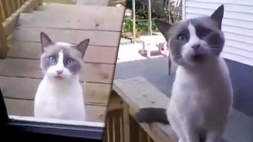 вопросы про кошек Говорящая кошка: кошка пытается что-то сказать хозяину фото
