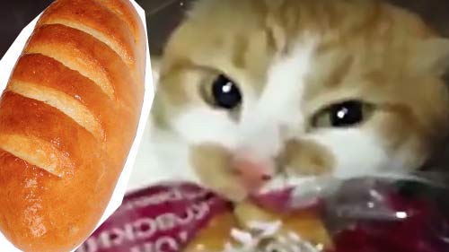 Загадка про кошку Кот Борис, вцепившийся в батон фото