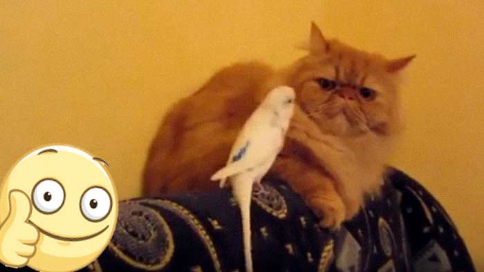 вопросы про кошек Деликатный кот и наглый попугай фото