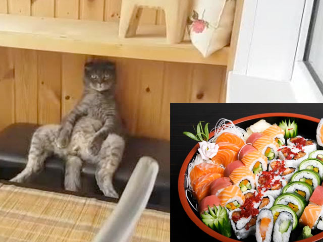 Мультик про кошку Степа, там суши привезли, пойдем есть