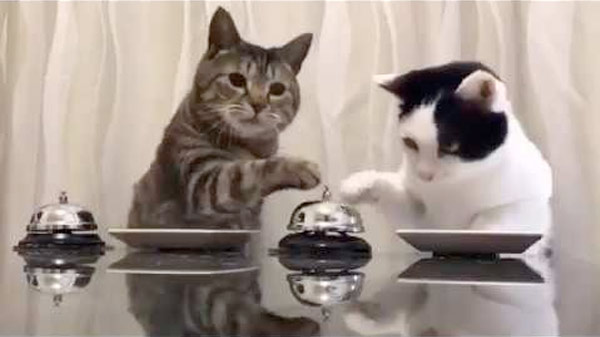 Дрессированные японские коты обедают фото