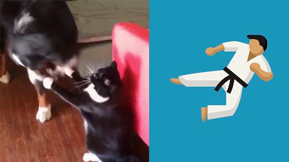 вопросы про кошек Агрессивный кот поставил собаку на место фото