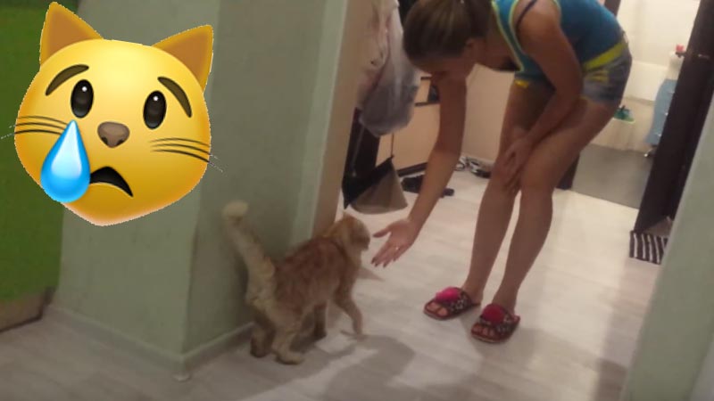 Кот за что-то обиделся на девушку фото