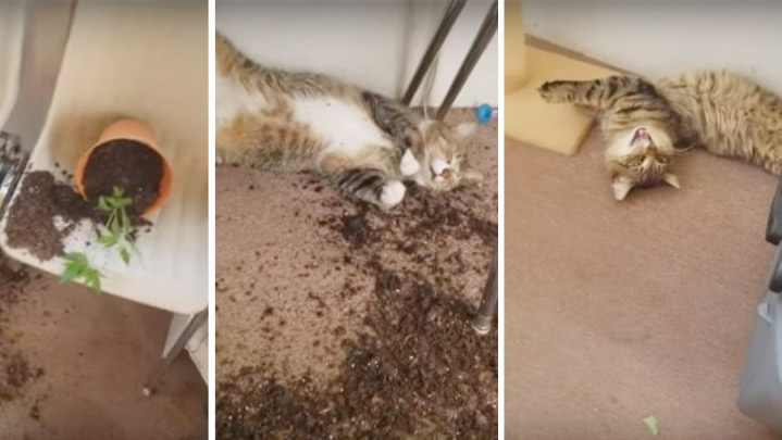Коты съели коноплю своей хозяйки и не смогли убежать с места преступления фото
