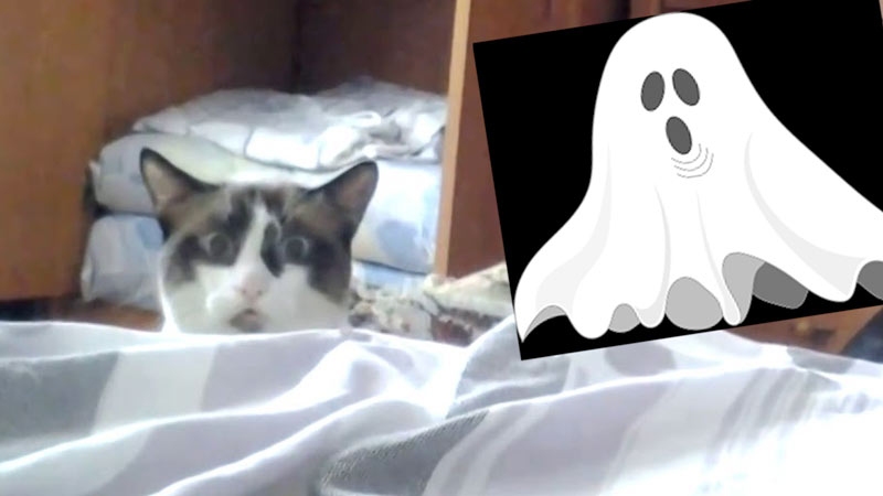Загадка про кошку Увидел призрака! Смешная реакция кота фото