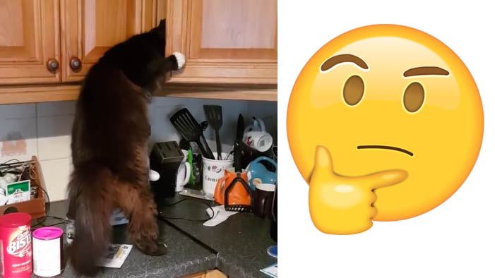 вопросы про кошек Кот узнал, где печенюшки фото