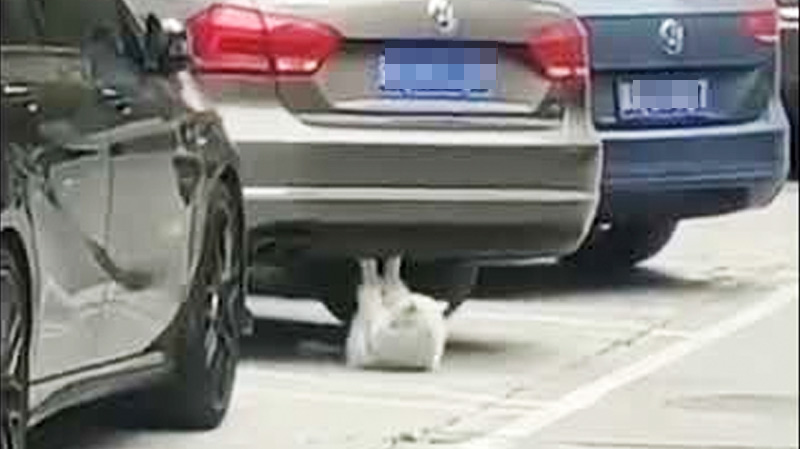 Загадка про кошку Кошка качает пресс на автомобильной парковке фото