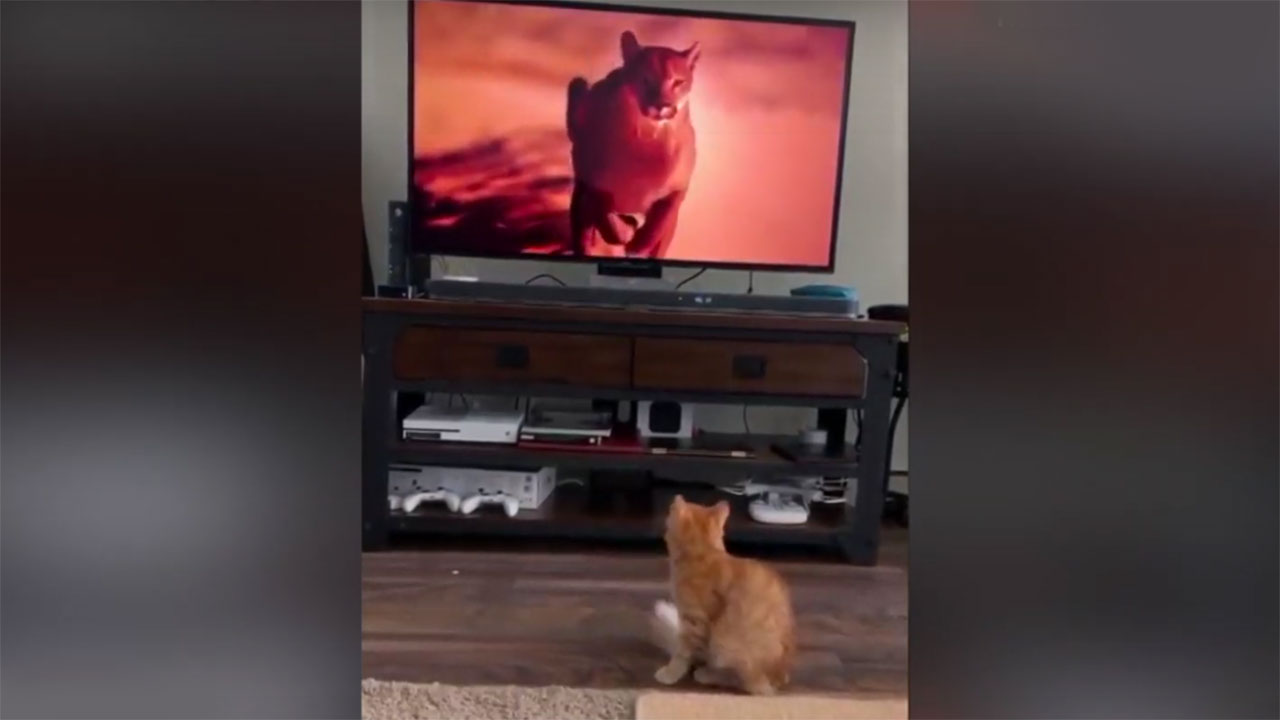 Реакция кота на пуму из телевизора