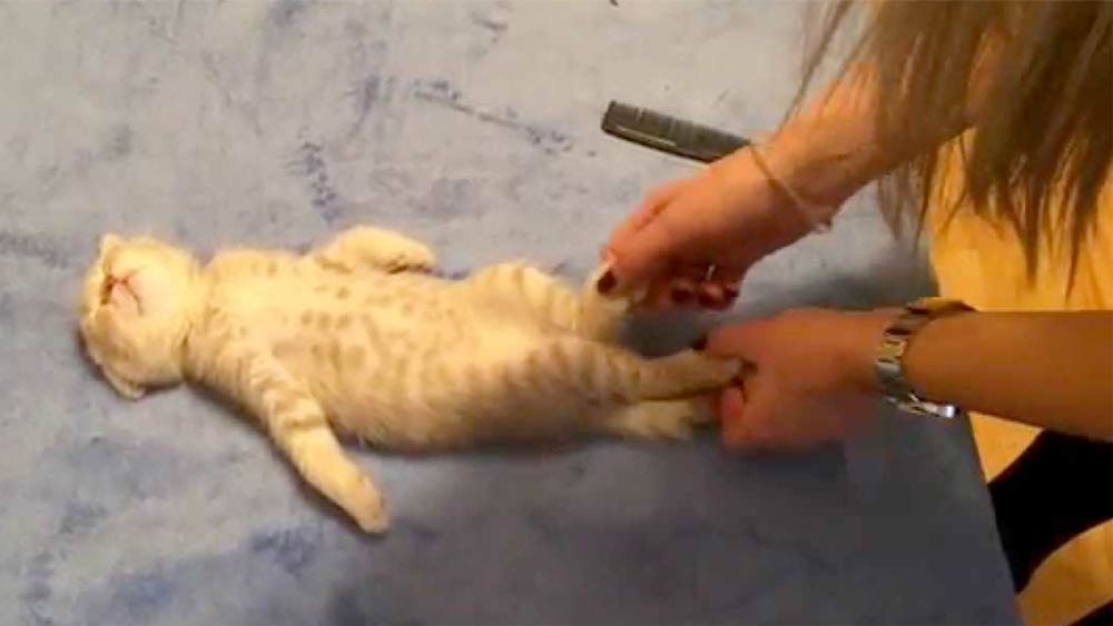 Мультик про кошку Котенок спит без задних ног