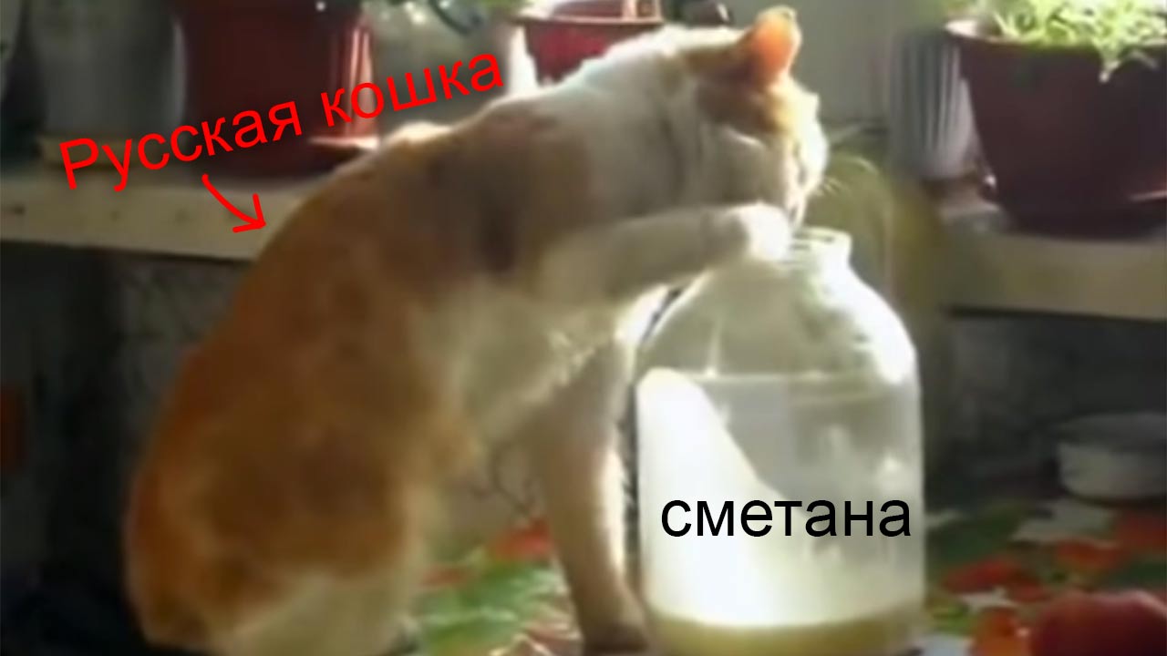 Мультик про кошку Эти смешные русские кошки