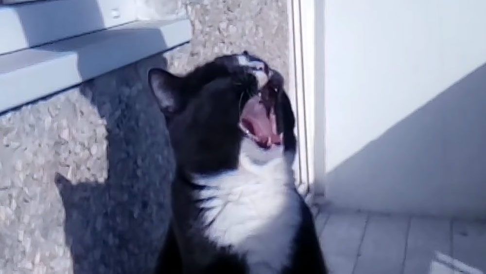 Загадка про кошку Видео зевающего котика Пирата взорвало сеть фото