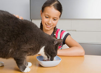 Чем кормить кошку фото