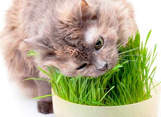 Трава для кошки фото