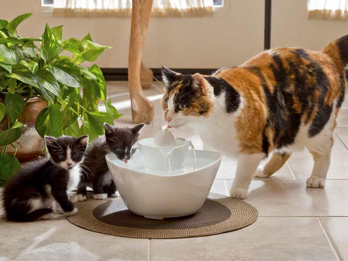 Что делать если кошка мало пьет воды фото