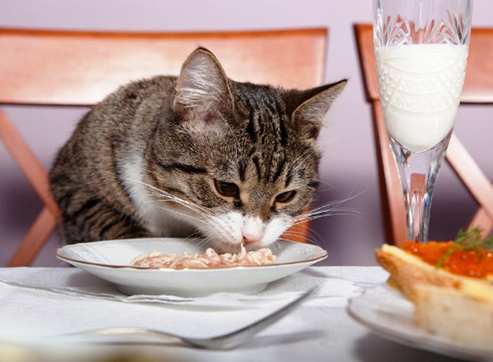 Какие продукты вредны для кошки, а какие овощи и фрукты смертельно опасны