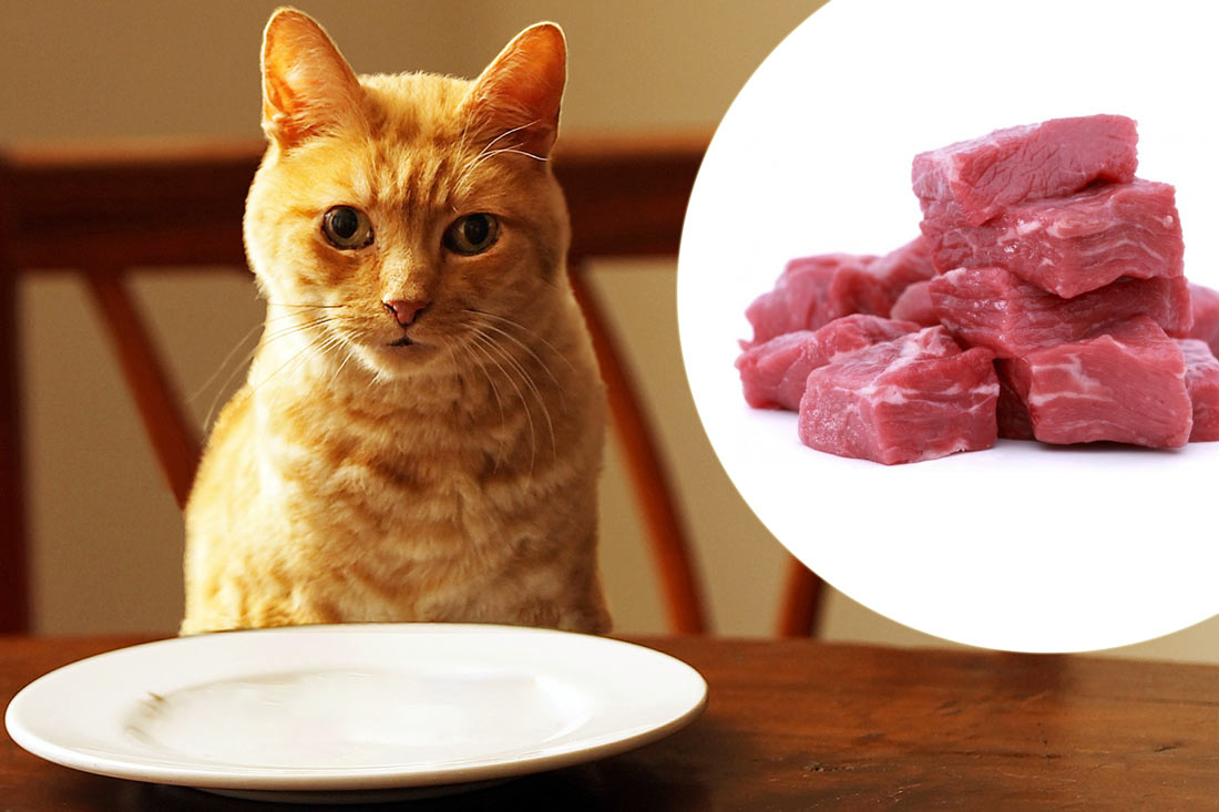 Можно ли кормить кота сырым мясом?