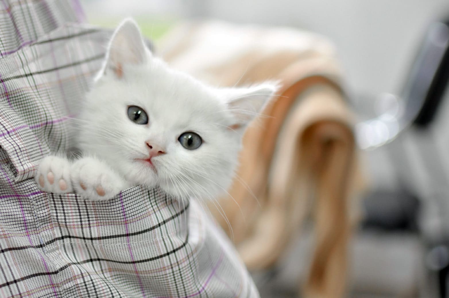 Питание котенка в 2, 3 и 4 месяца: как постепенно меняется рацион