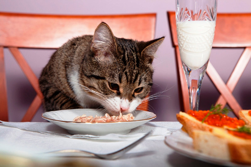 правильное питание кошки фото