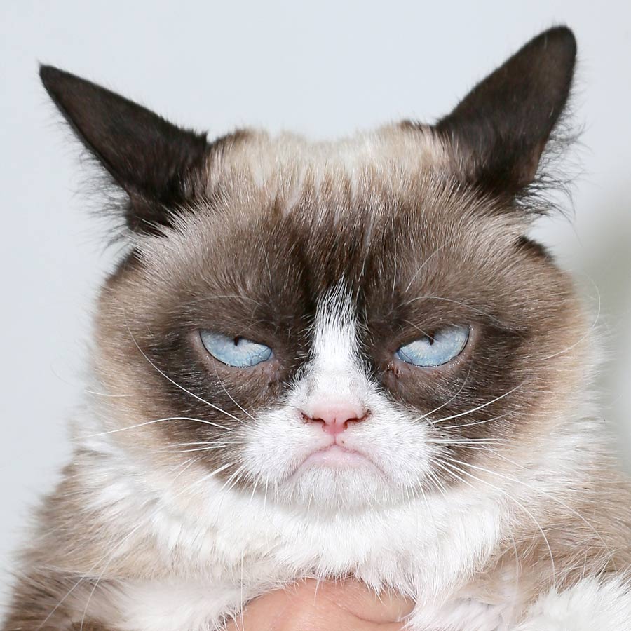 Сердитая кошка фото