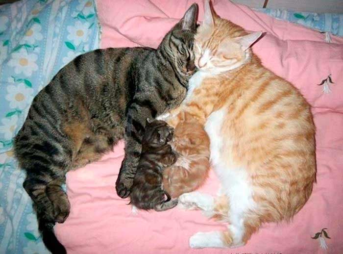Кошка мама и кошка папа к котенком