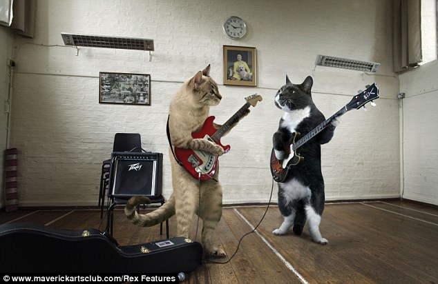 Кошки играют на музыкальных инструментах. Кошки музыканты.