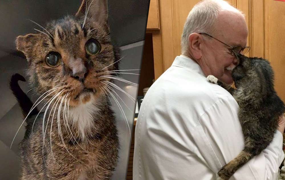 15-летний одноухий бродячий кот наконец дождался того, кто взял его к себе