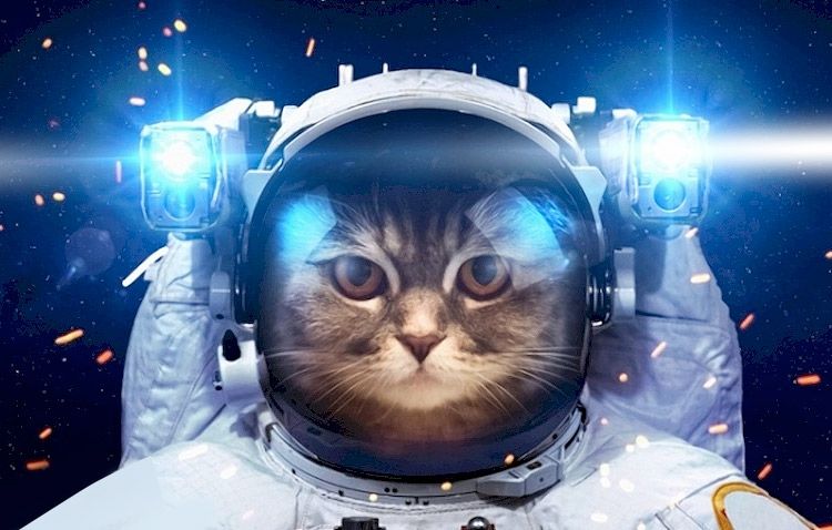 Первая кошка в космосе