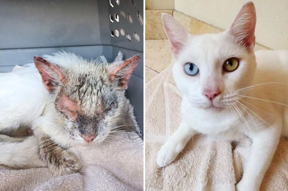 Страшного, грязного и полуслепого кота спасли с улицы, а он оказался красавчиком