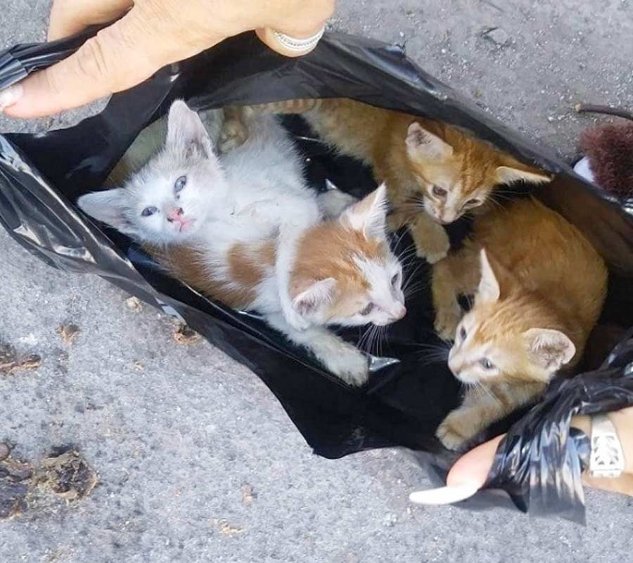 В пластиковой сумке «плакали» малыши-котята, оставшиеся без мамы, дома и хозяина