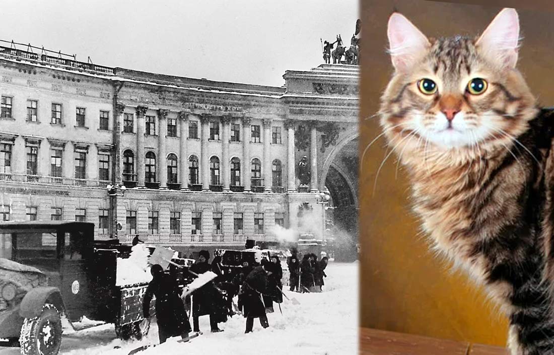 Как Ленинград стал стал символом стойкости русских, а сибирские кошки — героями города